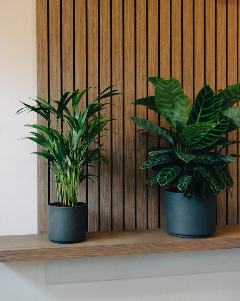 Two plants in grey plants pots on shelf.
